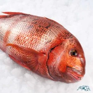 urta de Conil-pescado fresco